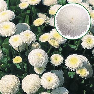 Bild von Bellis grootbloemig P10.5 White